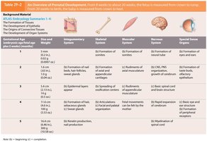 Table: Prenatal development overview (part 1)