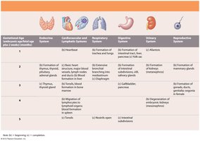 Table: Prenatal development overview (part 2)