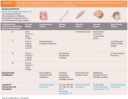 Table: Prenatal development overview (part 3)