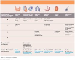 Table: Prenatal development overview (part 4)