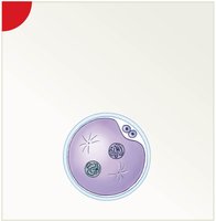 Pronucleus formation after fertilization