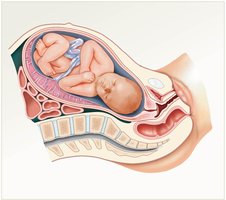 Fully developed fetus before labor