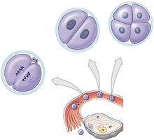 Cleavage stages: 2-cell, 4-cell, and early morula