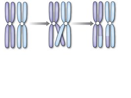 Crossing over and recombination during meiosis