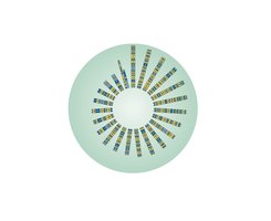 Map of human chromosomes and associated genetic disorders