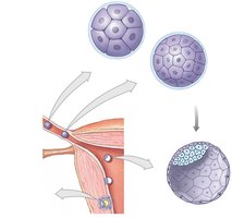 Morula, advanced morula, and blastocyst formation