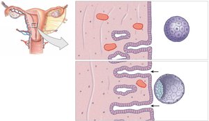 Blastocyst approaching and contacting the endometrium