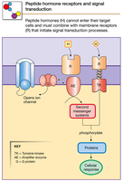 Peptide hormone receptors and signal transduction