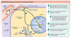 Steroid hormones act primarily on intracellular receptors