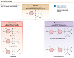 Amine hormones: catecholamines and thyroid hormones