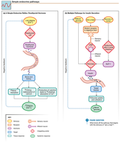 Simple endocrine pathways