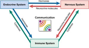 Diagram showing communication between endocrine, nervous, and immune systems