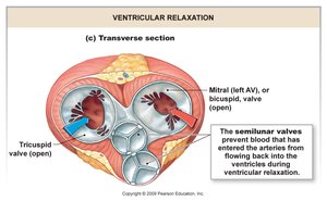 Semilunar valves open during ventricular contraction