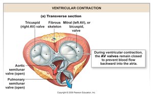 Semilunar valves closed during ventricular relaxation