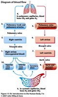 Diagram of blood flow through the heart and lungs