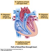 Path of blood flow through the heart