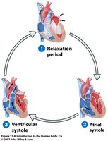 Phases of the cardiac cycle: relaxation, atrial systole, ventricular systole