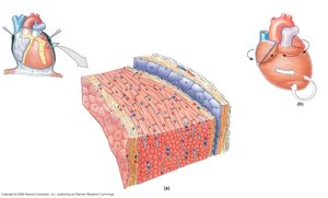 Cross-section of the heart wall showing endocardium, myocardium, and epicardium