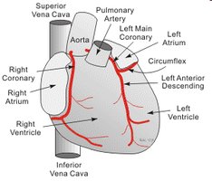Coronary arteries and veins of the heart