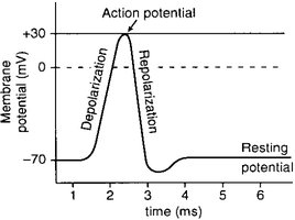 Conduction system of the heart