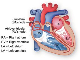 Conduction system of the heart with labeled nodes and fibers