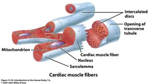 Structure of cardiac muscle fibers with intercalated discs