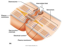 Desmosomes and gap junctions in cardiac muscle