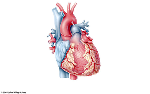 Anterior view of the heart showing major vessels and chambers