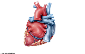 Posterior view of the heart showing major vessels and chambers