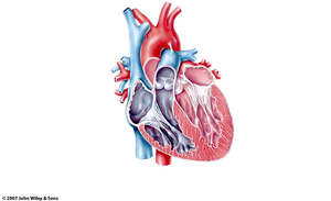 Internal anatomy of the heart showing chambers and valves