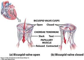 Bicuspid valve open and closed, showing chordae tendineae and papillary muscle