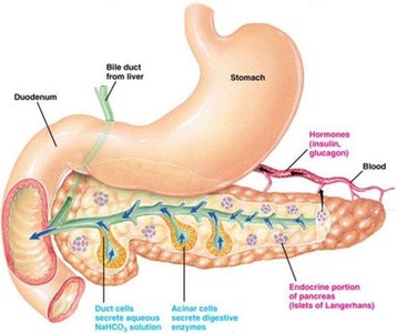 Anatomy of the pancreas showing exocrine and endocrine portions