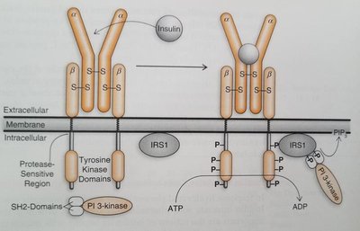 Insulin receptor activation and downstream signaling