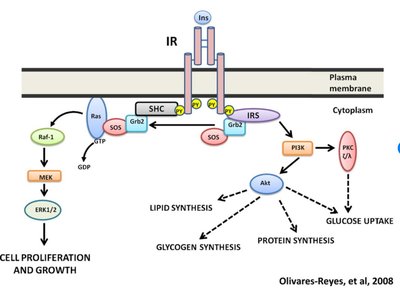 Insulin receptor signaling pathways