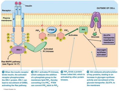 Detailed insulin signaling cascade leading to GLUT4 translocation