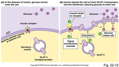 GLUT4 transporter insertion in response to insulin