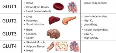 Table of GLUT transporter types and tissue distribution