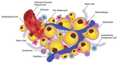 Negative feedback regulation of glucose by insulin and glucagon