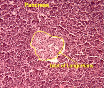 Histological section of pancreas showing islet of Langerhans