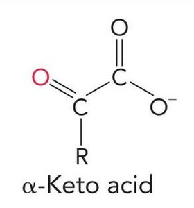 Glucagon hormone structure
