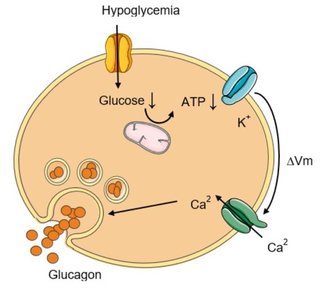 Glucagon receptor signaling and metabolic effects