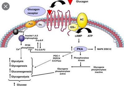 Glucagon and epinephrine effects on liver glucose production