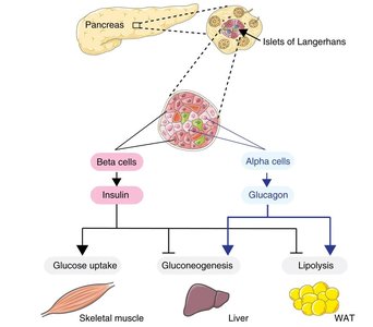 Diagram of islet cell types and their hormone targets