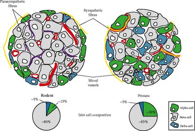Comparison of islet structure in rodents and primates