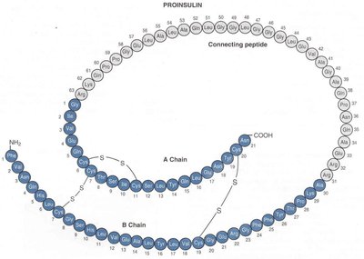 Structure of proinsulin and insulin