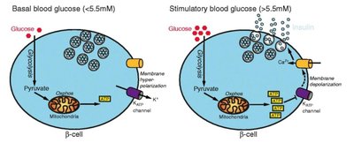 Mechanism of glucose-stimulated insulin secretion in beta cells