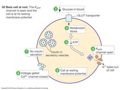 Beta cell at rest: KATP channel open, no insulin secretion