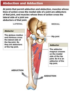 Abduction and adduction at the hip joint