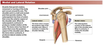 Medial and lateral rotation at the shoulder joint
