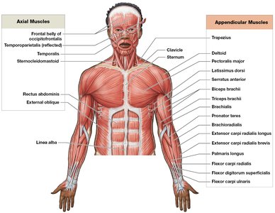 Major skeletal muscles, anterior view